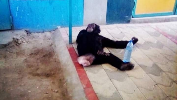 Des chimpanzés s’offrent une liberté